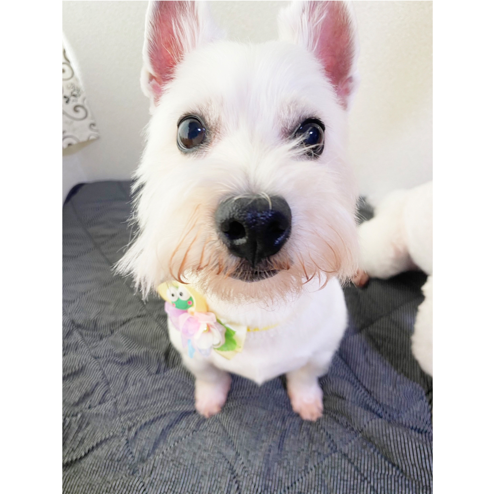 卒業犬のグミちゃんとひのでちゃん☆